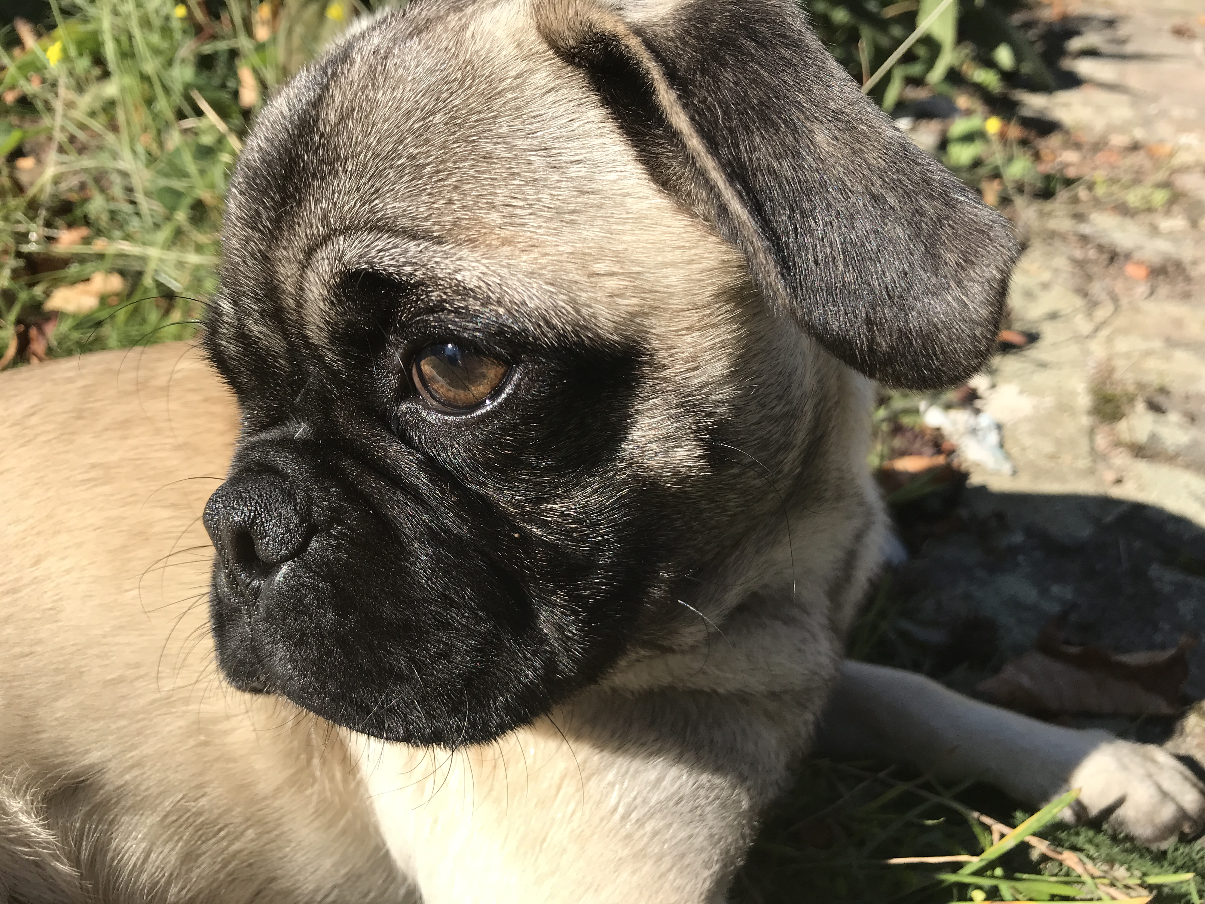 A healthy Pug standard Pug Dog Passion
