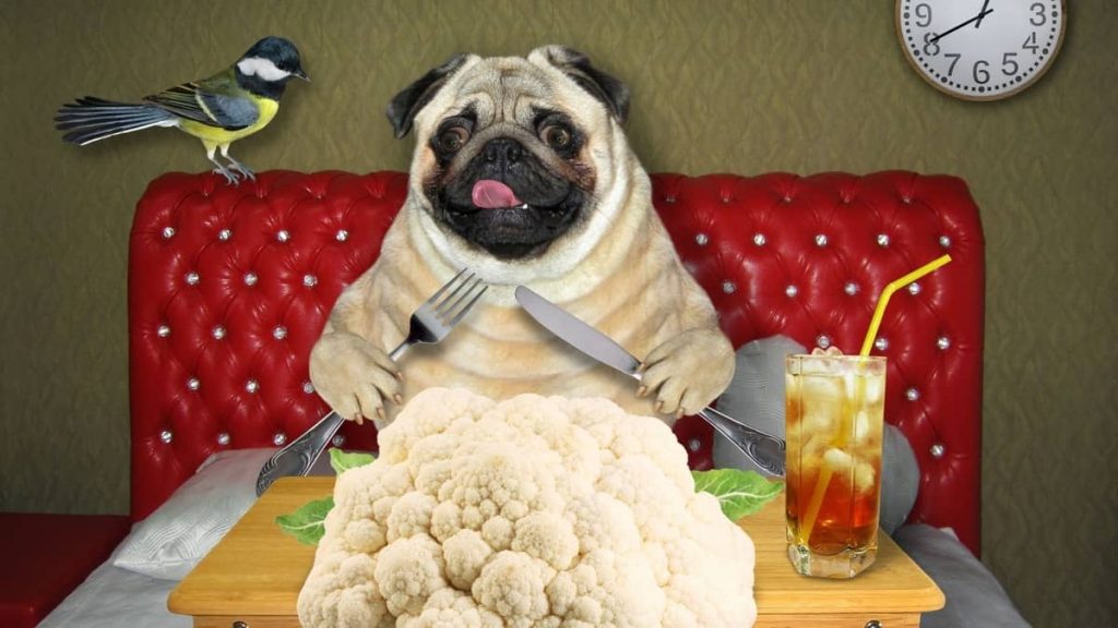 Can Dogs Have Cauliflower Rice For Dinner Pug Friend