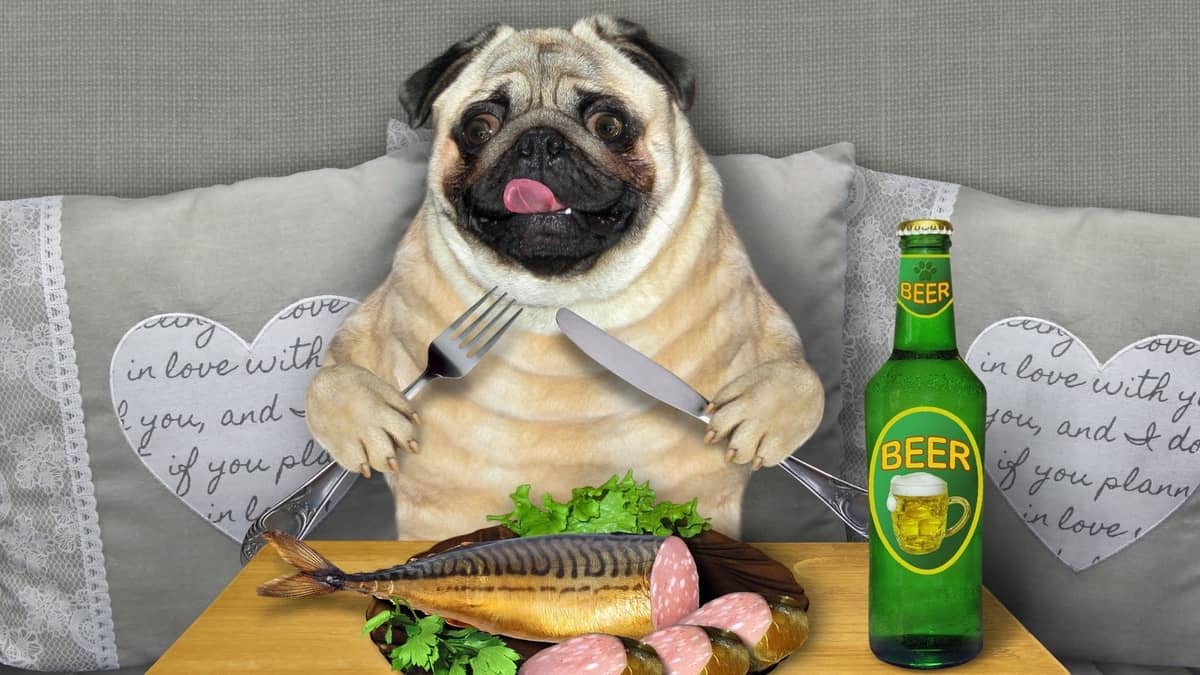 Is Fish Food Bad For Dogs? Pug Friend