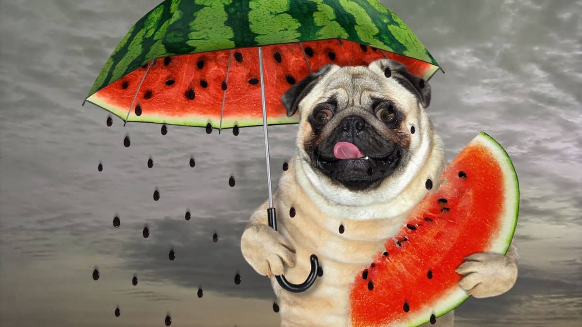 Is Watermelon Poisonous To Dogs? Pug Friend