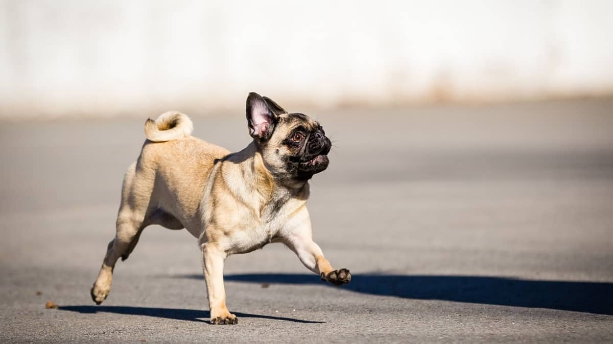 How Fast Is A Pug? Pug Friend