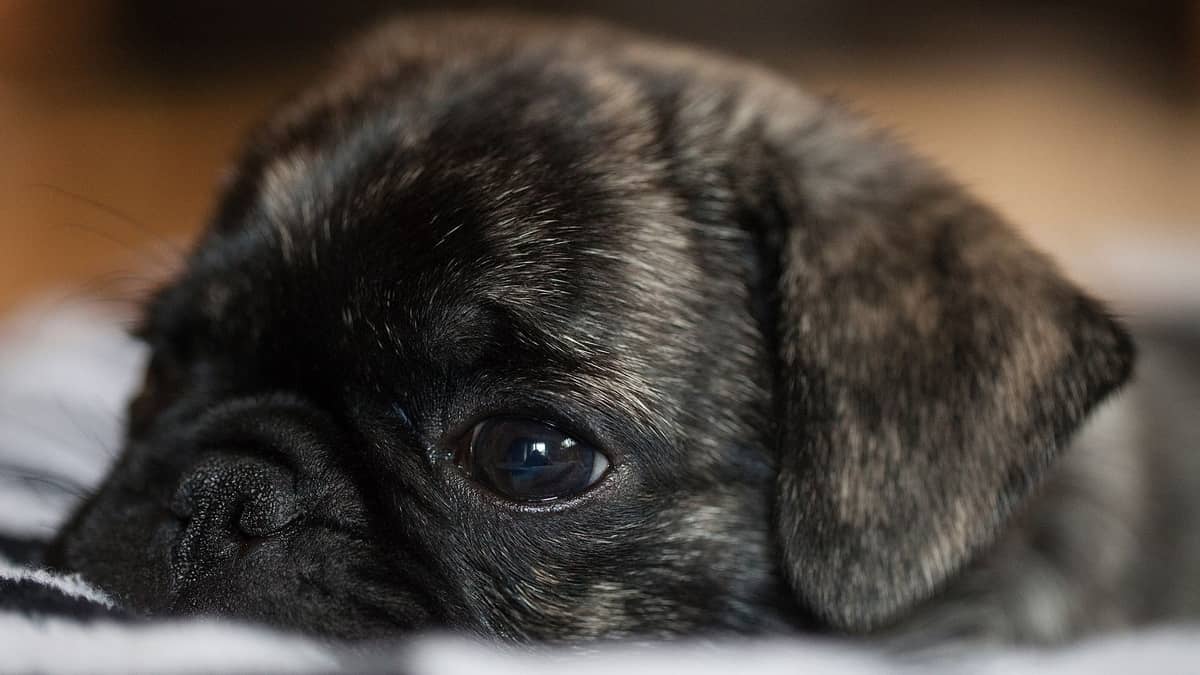 How Much Are Brindle Pugs? Discover the 4 Best Ways You Can Get One and