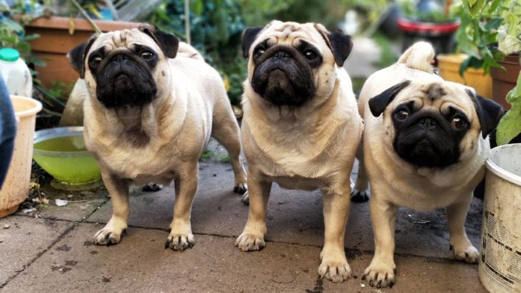 Pug Smells Like Fish Discover the Unpleasant 4 Reasons Behind The Odor