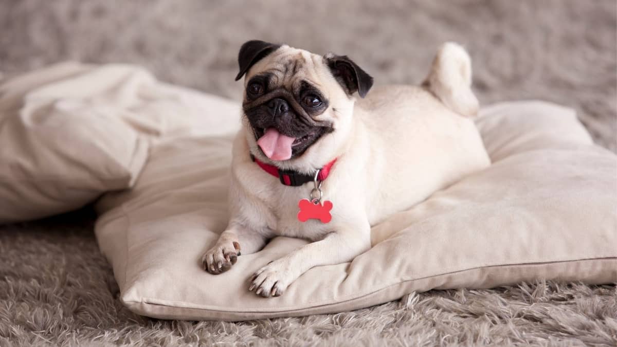 Pugs With Long Legs 7 Smart CrossBreeding Options for a Much