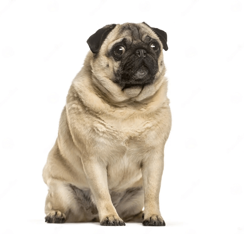 Meet the Top 10 Fat Puggle Dogs Around the World Puggle
