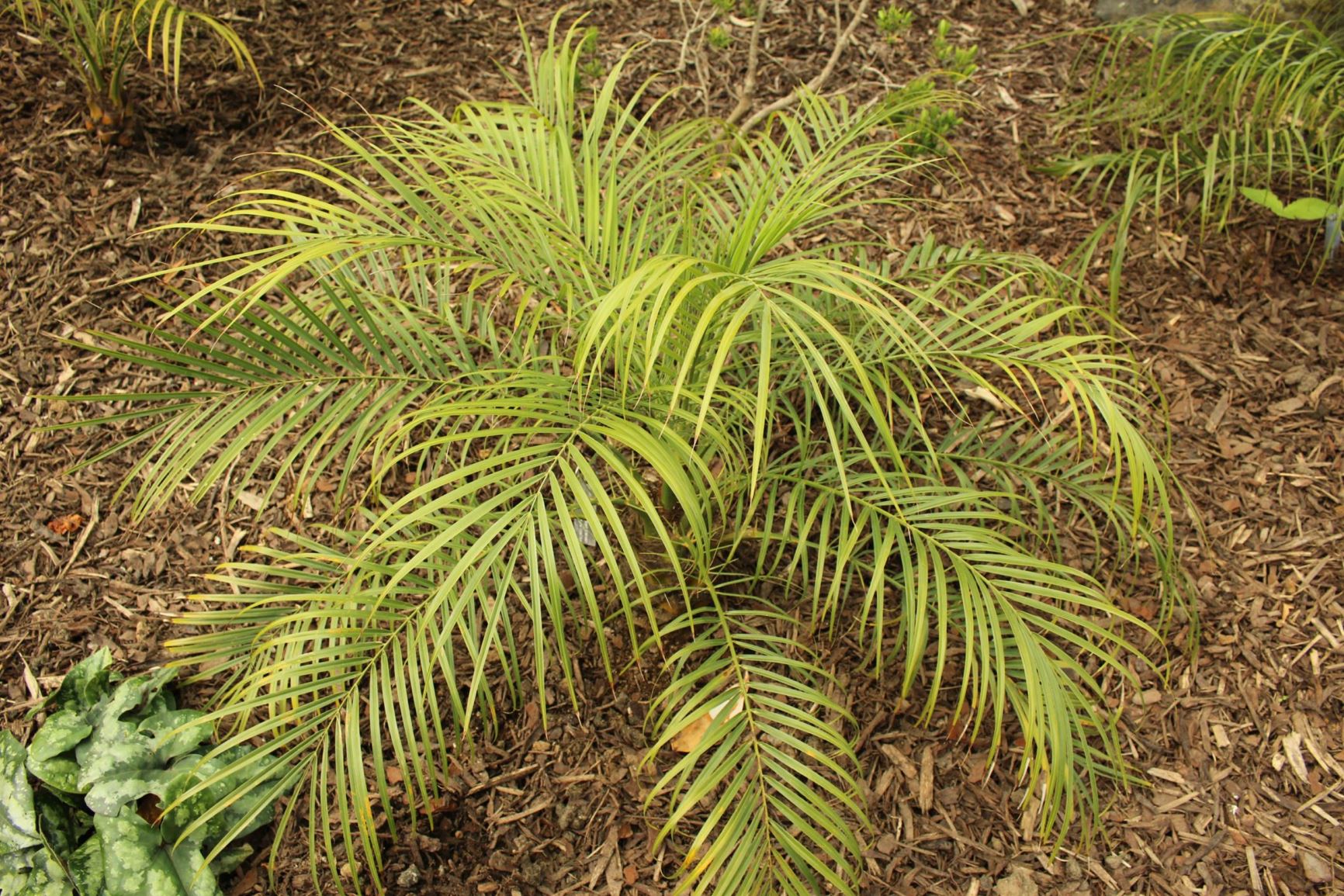Phoenix roebelenii Pukeiti