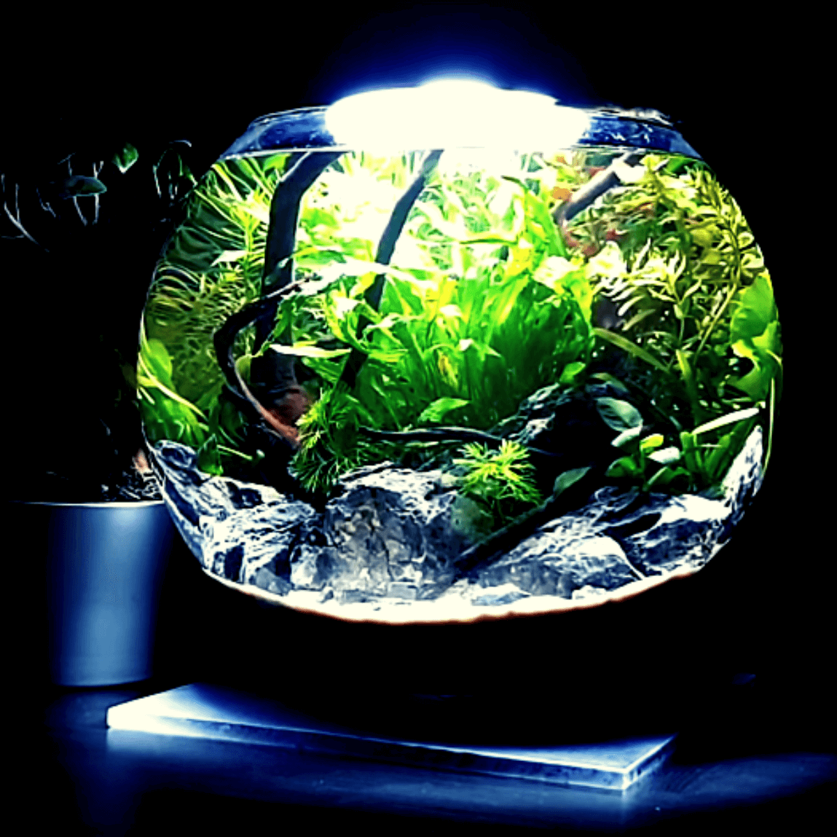 Planted Bowl Aquarium Pukur BD