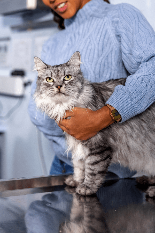 Best Veterinary Hospital In Pulaski, WI Pulaski Veterinary Clinic