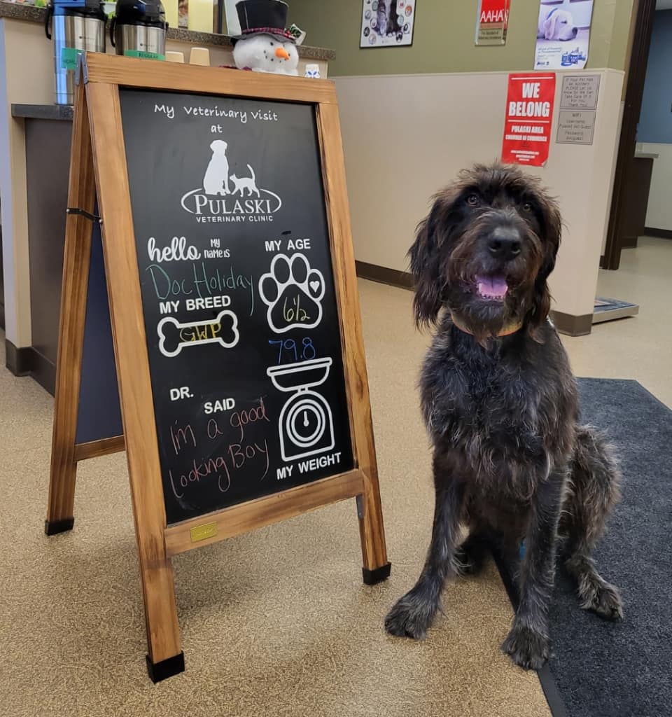 Pulaski Veterinary Clinic Patient Gallery Vet Clinic In Pulaski, WI