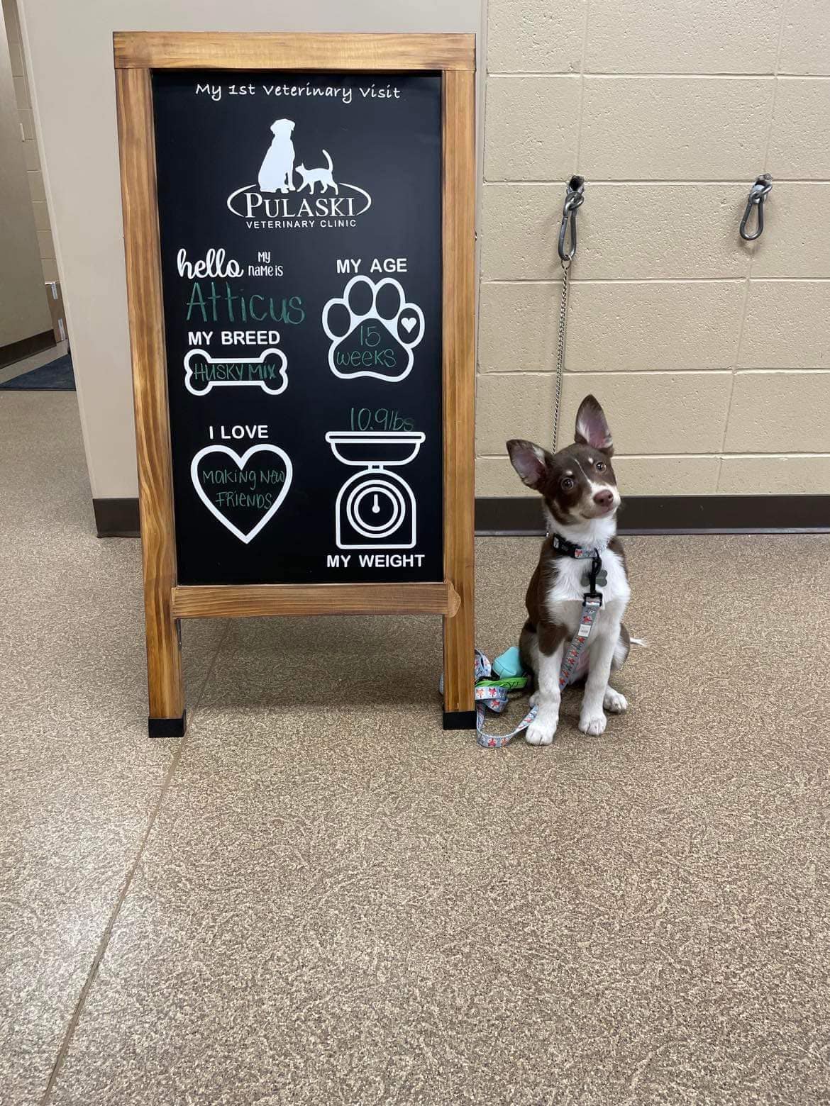 Pulaski Veterinary Clinic Patient Gallery Vet Clinic In Pulaski, WI