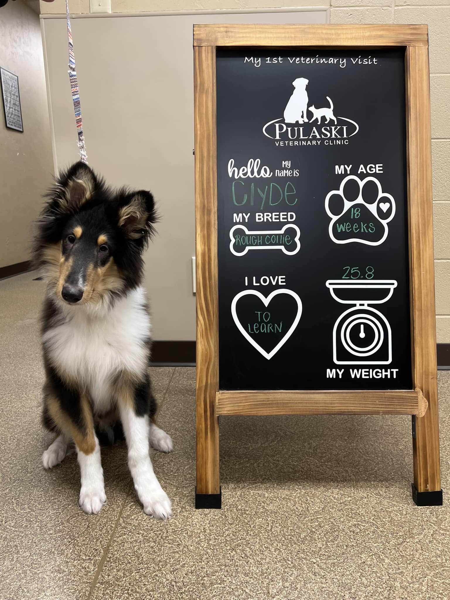 Pulaski Veterinary Clinic Patient Gallery Vet Clinic In Pulaski, WI