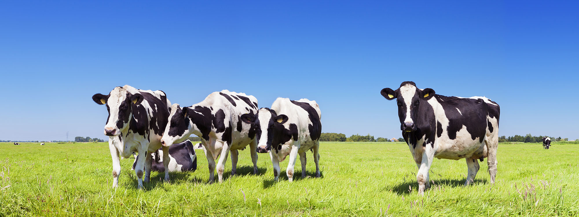 Home Pulaski Warehouse Inc.