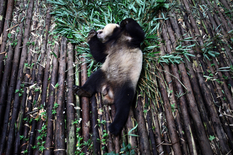 Giant Panda Habitat Destroyed by Extraction Pulitzer Center