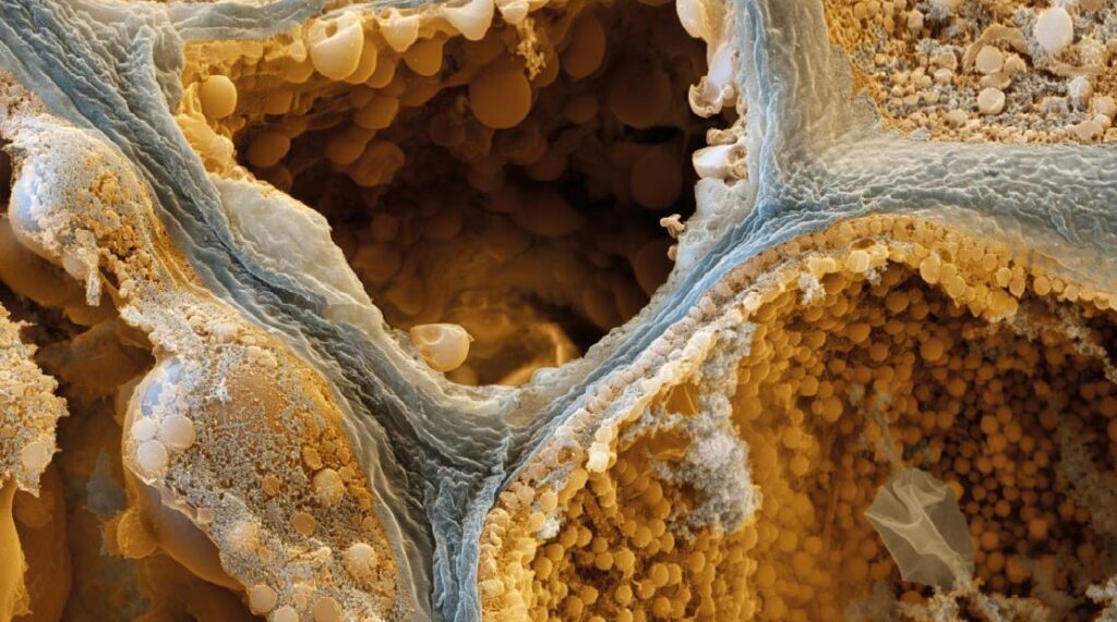 A Concise Guide to the Different Brewing Phases of Coffee