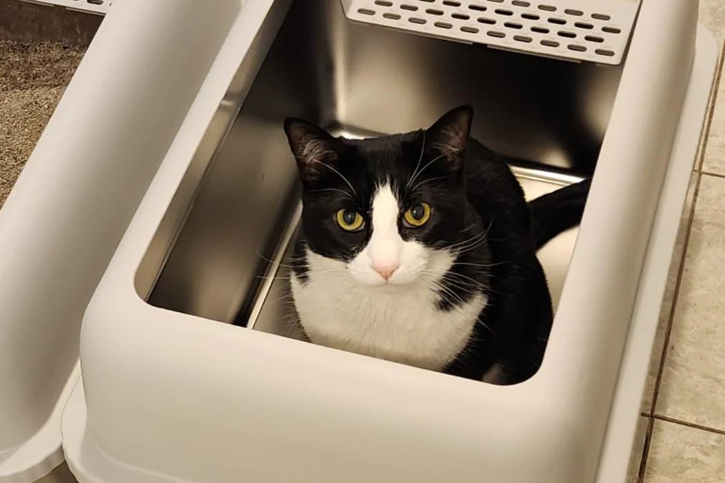 Elevate Your Pet Care The Stainless Steel Cat Litter Box with Lid