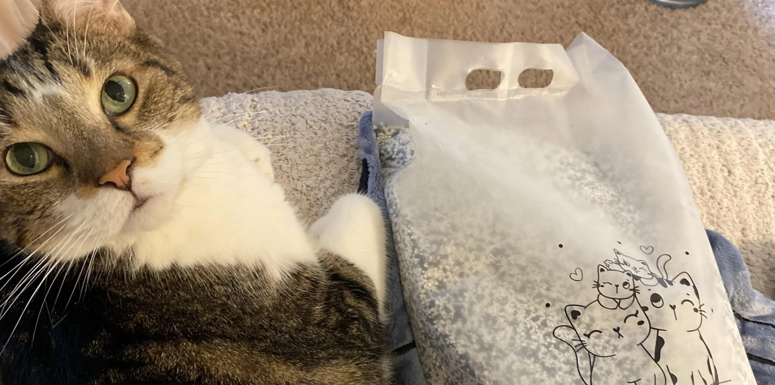 Choosing the Right Cat Litter Exploring the Benefits of NonClumping