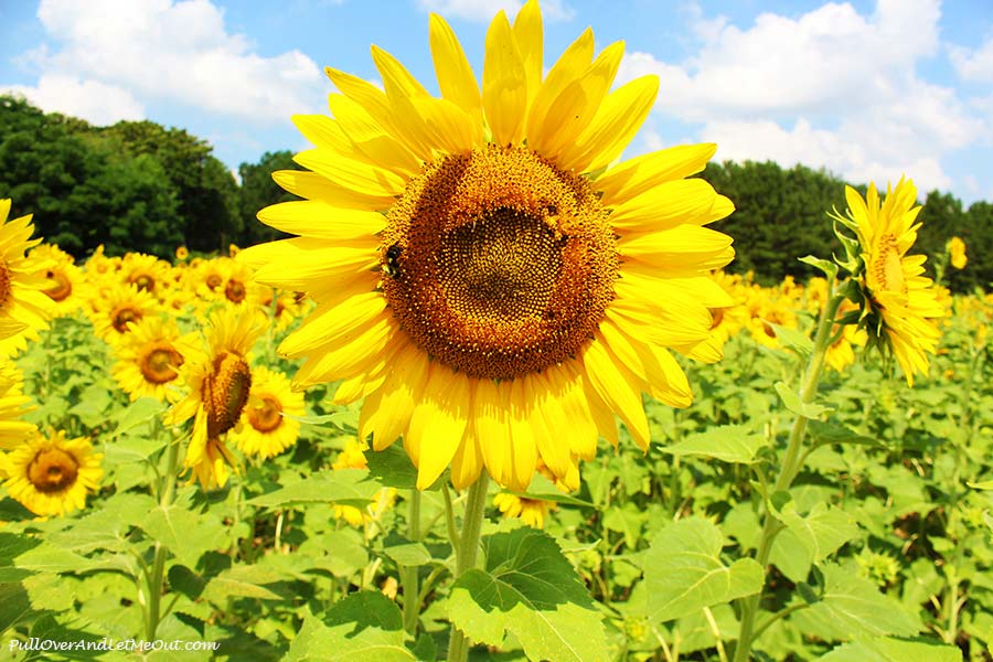 The Raleigh Sunflower Field, 11 Pictures That Will Make You Want To