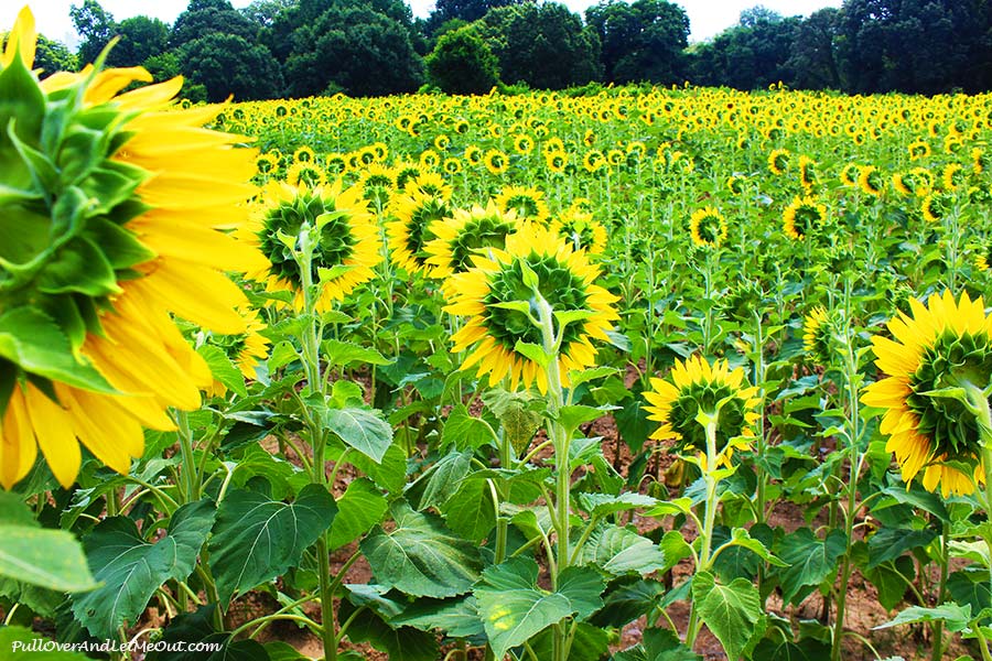 The Raleigh Sunflower Field, 11 Pictures That Will Make You Want To