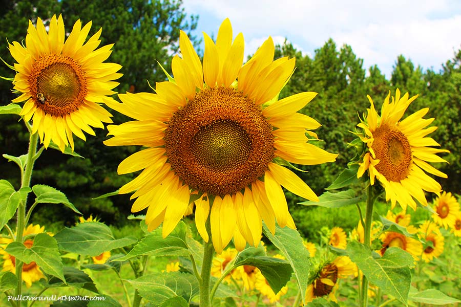 The Raleigh Sunflower Field, 11 Pictures That Will Make You Want To