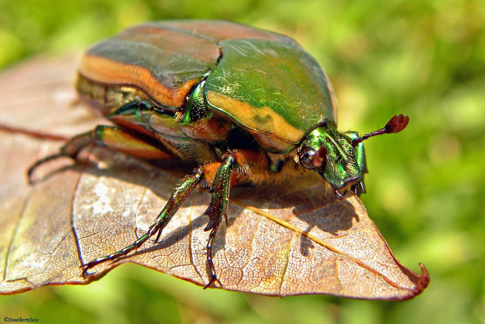 Beetle Bug pic 5 Biological Science Picture Directory