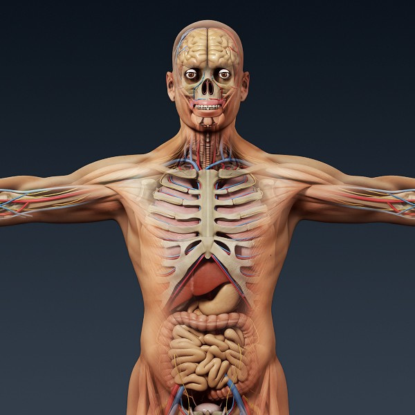 Human Anatomy 3d Model Biological Science Picture Directory Pulpbits Net