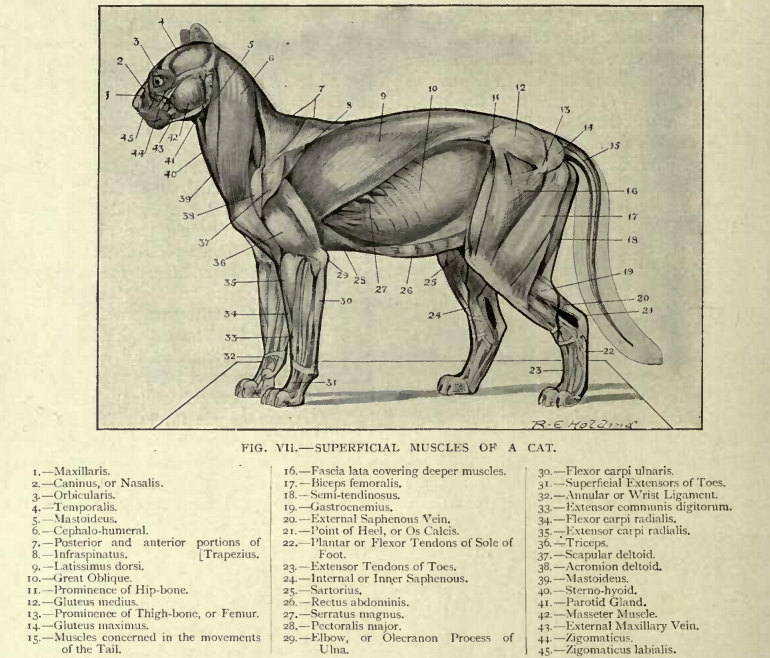 5 cat muscle anatomy diagram in Biological Science Picture Directory