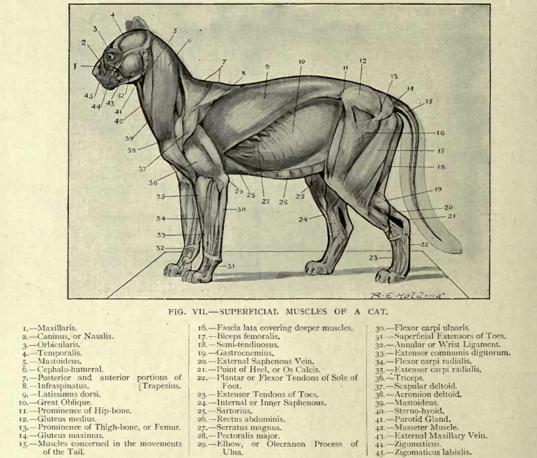 5 cat muscle anatomy diagram Biological Science Picture Directory