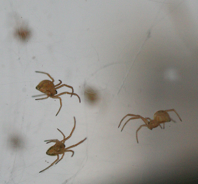 black widow spider babies poisonous Biological Science