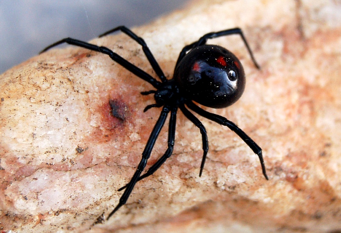 black widow spider predator picture 5 Biological Science Picture