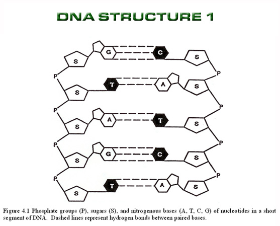 introduction dna structure dna Biological Science