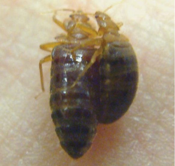 Mating Bedbug Pic 3 4 Pictures Of Mating Bedbug Biological Science