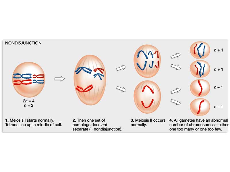 phases of meiosis cell Biological Science Picture