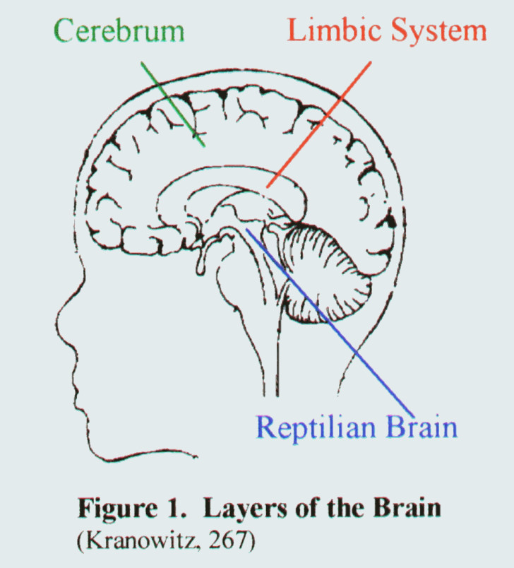 reptilian part of the brain pic 3 Biological Science