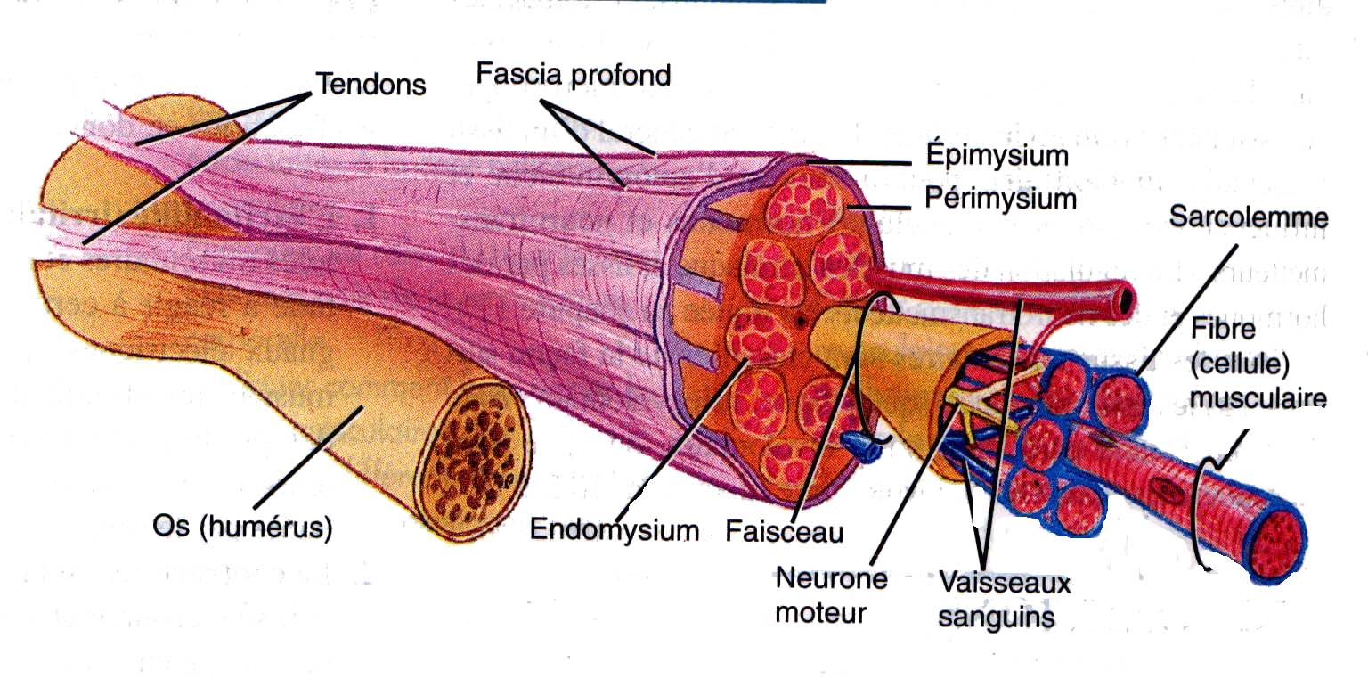 tension muscle Biological Science Picture Directory