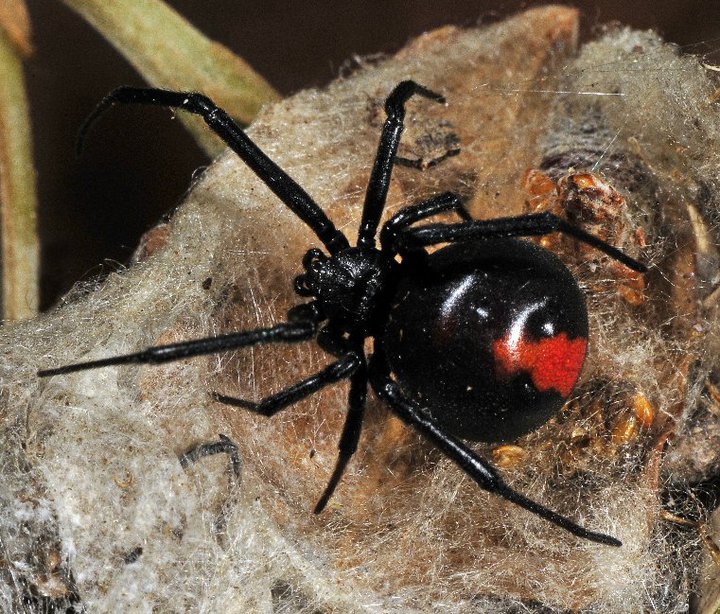 the Redback spider Biological Science Picture Directory
