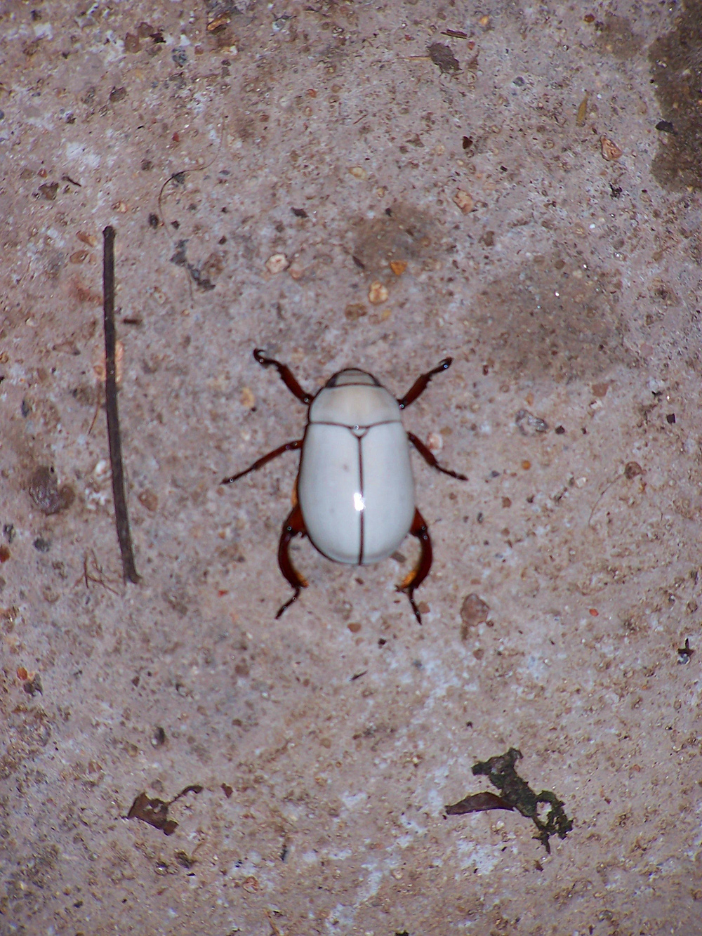 white beetle Biological Science Picture Directory