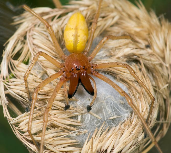 Yellow Sac Location 8 Yellow Sac Spider Pictures Biological Science