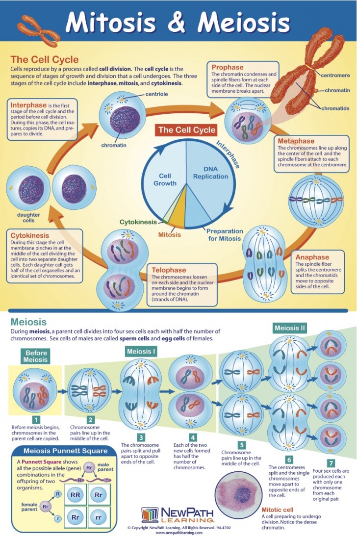 35 51 Cell Division And The Cell Cycle Worksheet Answers