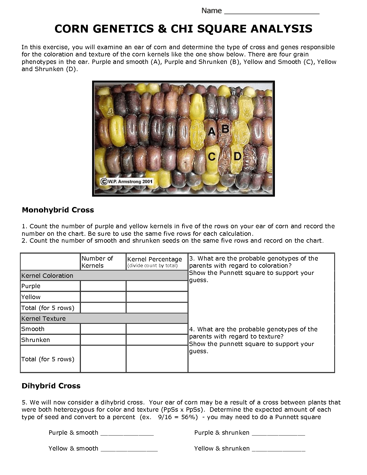 monohybrid with corn lab report