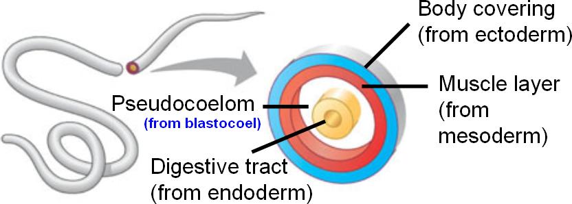 Pseudocoelomates body cavity partially lined Biological Science