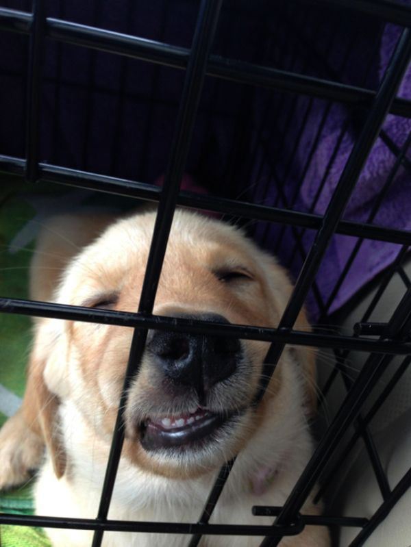 22 Dogs That Have Clearly Had A Ruff Day Pulptastic