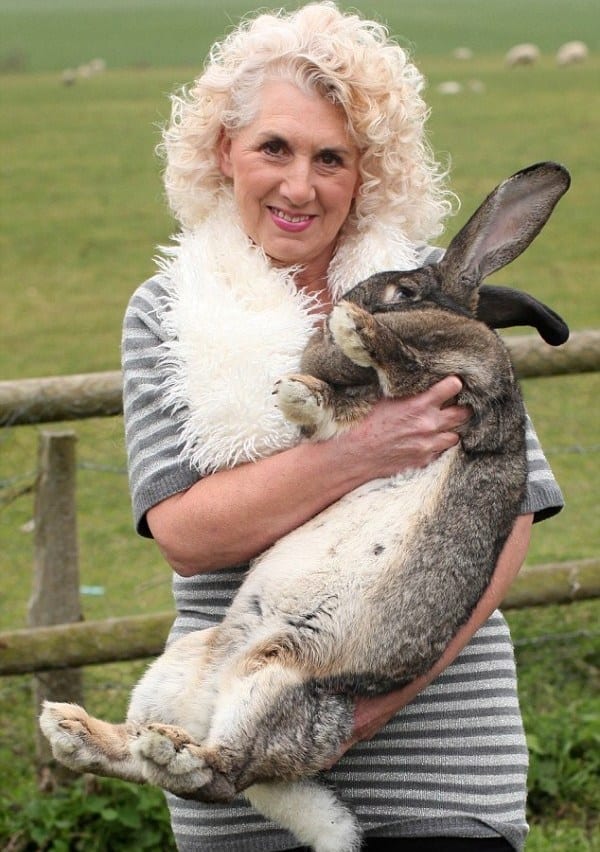 Meet Darius, The Largest Rabbit In The World