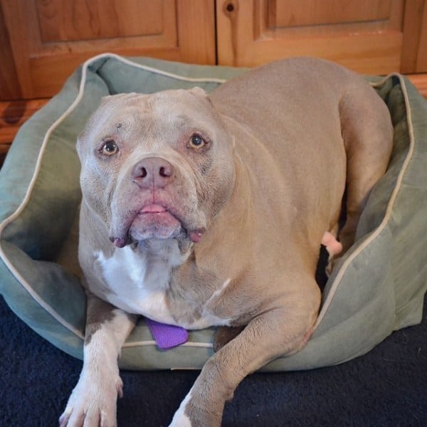 Formerly Abused Pit Bull With No Ears And Teeth Gets