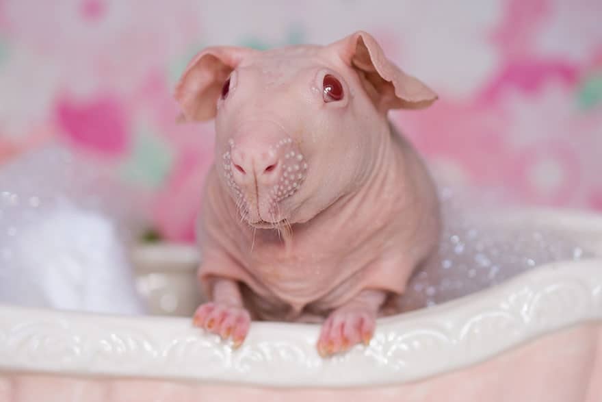 Guinea Pig Posing Totally Nude In Bath Leaves Nothing To The Imagination