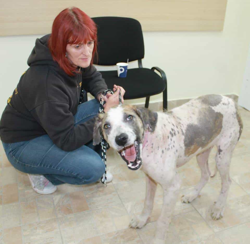 From Street To Safety Abused Dog Khaleesi Given Second Chance By