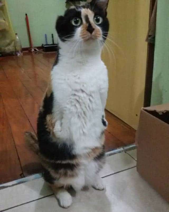 Rescue Kitten Born Without Ears And Front Paws Purrfectly Happy In New Home