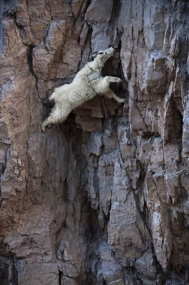 22 Photos That Prove Mountain Goats Are Crazy AF Pulptastic