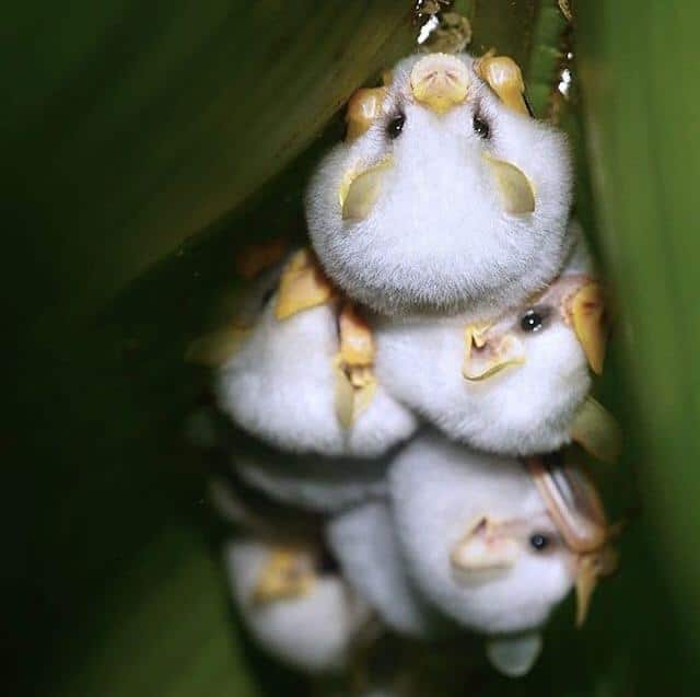 These Tiny Bats Look Like Cotton Balls And They Are The Cutest Things