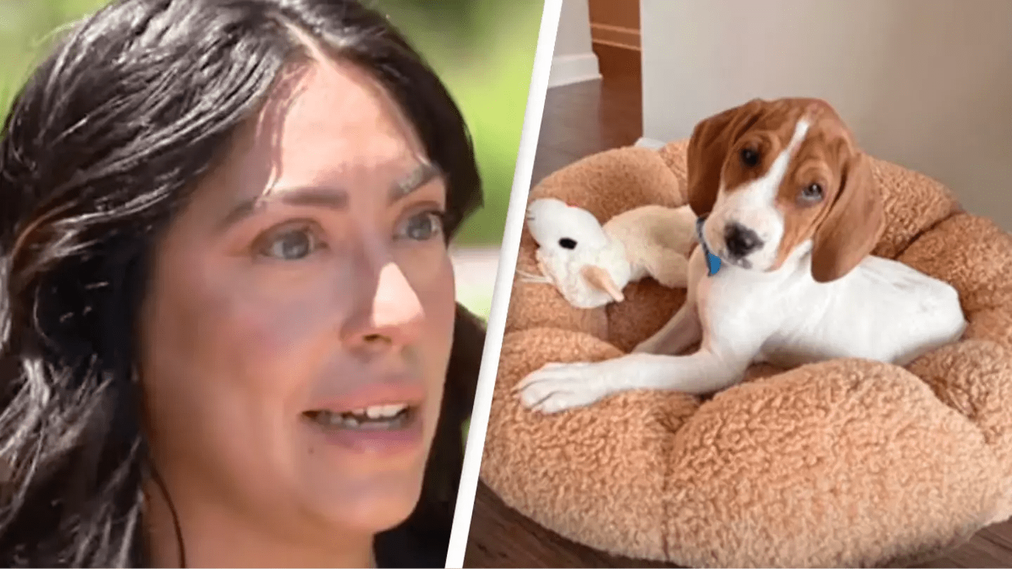 Woman who had her puppy put down spots him alive a year later and wants