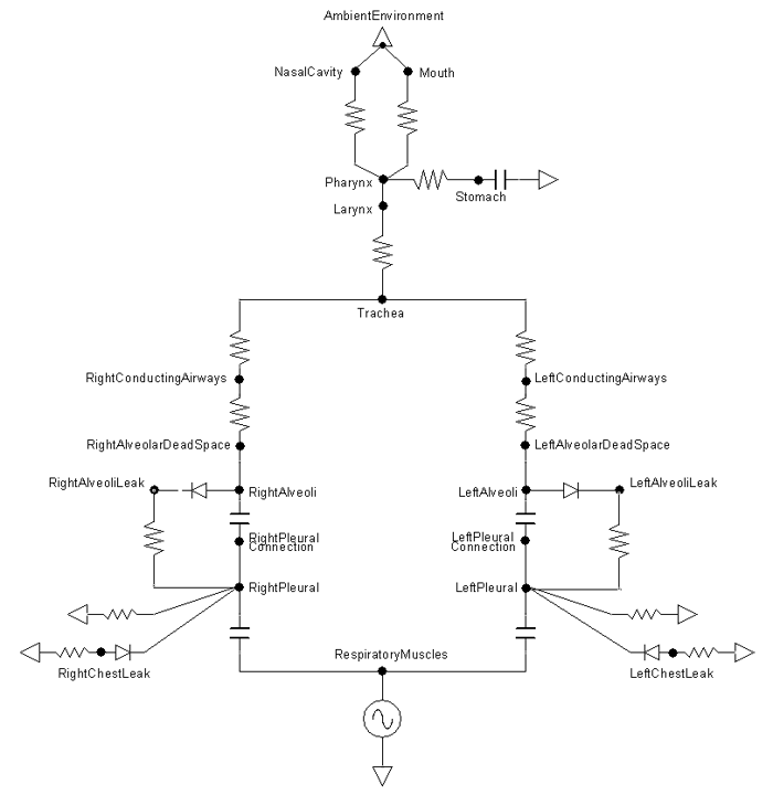 Schematic Diagram Of Respiratory System